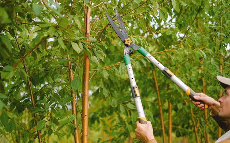 Tree trimming in Kittitas, WA
